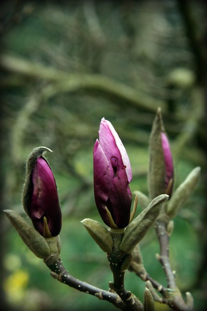 The Darling Buds of March...