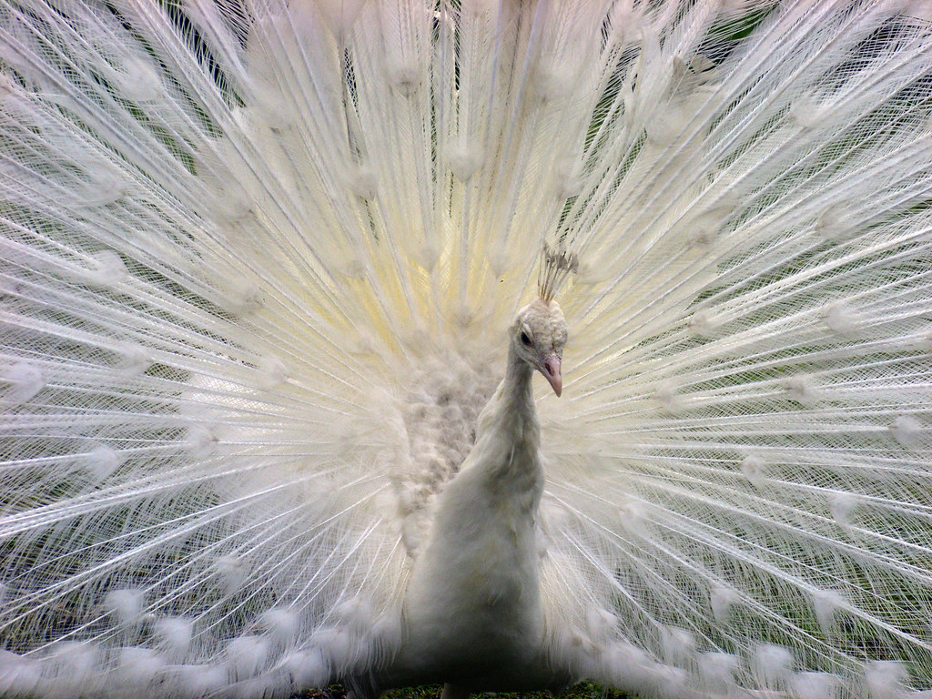 White Peacock by ecstaticist - evanleeson.art