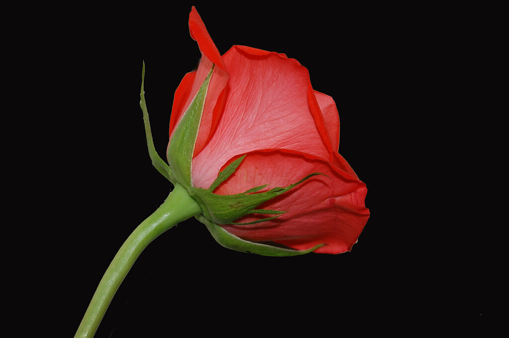 Red Roses Jess red rose | Jess Keast | Flickr
