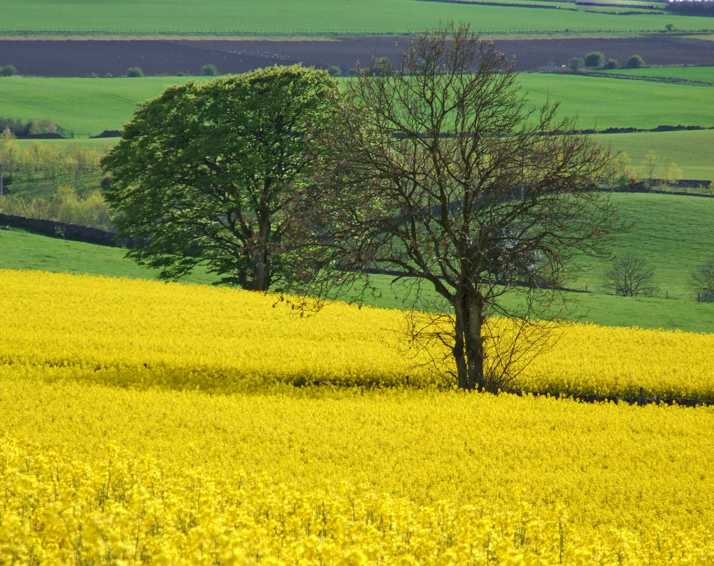 Two trees | Not the tree that I wanted from this field, it w… | Flickr