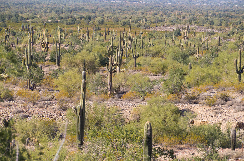 Malpais Trail