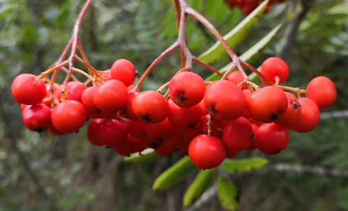 Rowen Fruit | by warner52