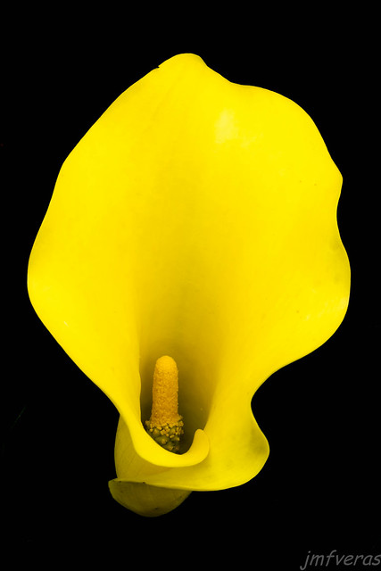 Yellow Cala