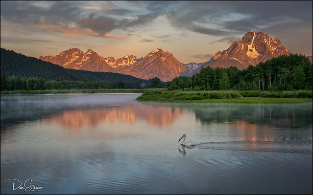 Oxbow Bend and the Pelican