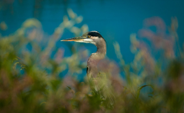 A Colorful GB Heron