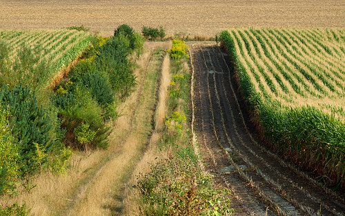downhill nature field corn path trees pentax