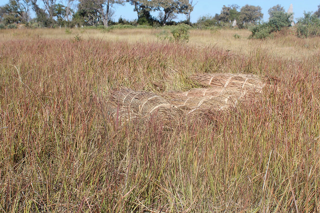 Hyperthelia dissoluta (Yellow Thatching Grass)