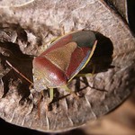 Ginster-Baumwanze (Gorse Shieldbug, Piezodorus lituratus)