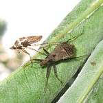 Ameisensichelwanze (Ant Damsel Bug, Himacerus mirmicoides)