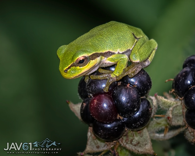 European Tree frog-Hyla arborea-7258