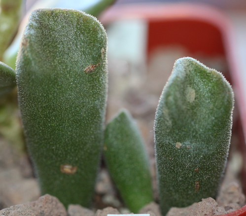 Adromischus cristatus (2) | by alloe.