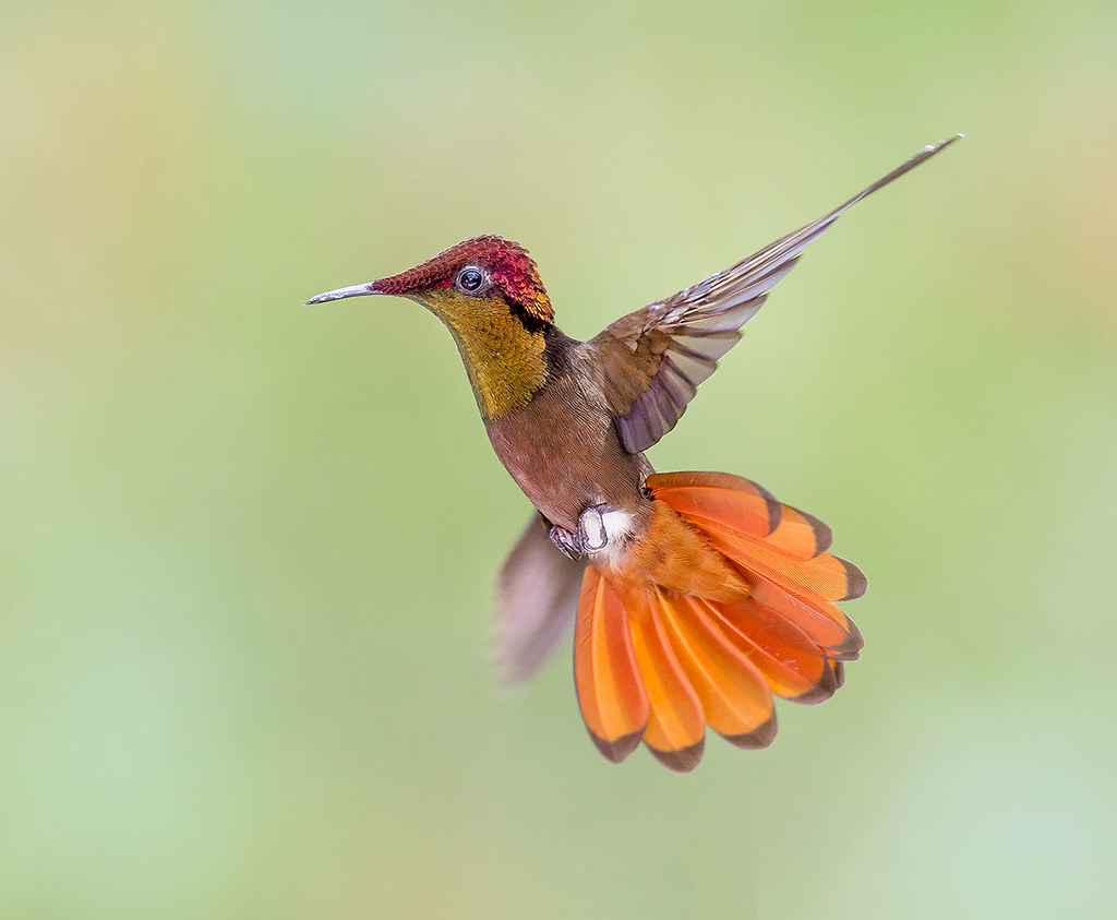 Ruby Topaz Hummingbird in flight. (Chrysolampis mosquitus)