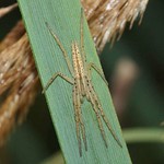 Schlanke Gras-Laufspinne (Oblong Running Spider, Tibellus oblongus)
