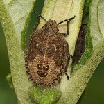 Beerenwanze (Hairy Shieldbug, Dolycoris baccarum), Nymphe