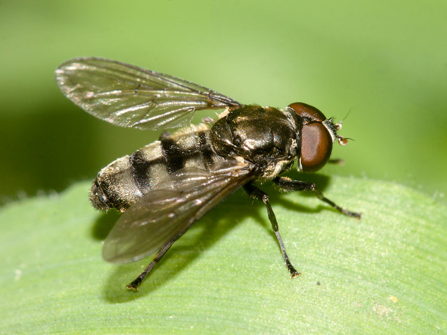 Portevinia maculata (Ramsons hoverfly)