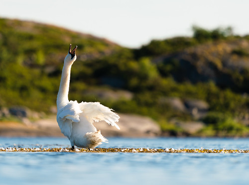 swan nature wildlife bird amundön