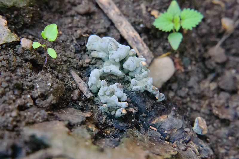 Strange fungus growing on damson stump
