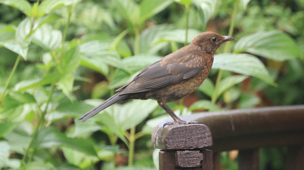 Young blackbird (I think)