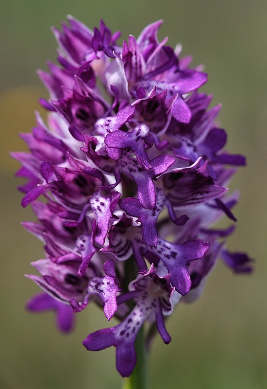 20180521-177F | Helm-Knabenkraut (Orchis militaris) im Möckelmossen, Stora Alvaret. Öland / Schweden, 21.05.2018