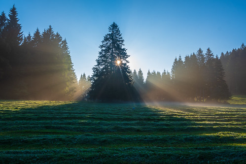 firtree fog forest geheuet jaa luna meadow nebel nikond500 sonnenaufgang sunrise tanne wald wiese drying hay heuen trocknen