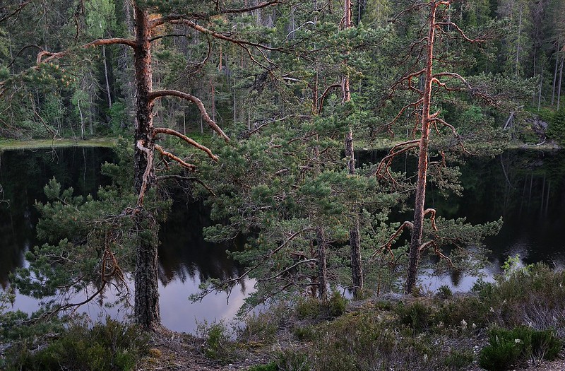 20180522-105F | oberhalb des Stora Trehörningen im Tiveden-Nationalpark. Västergötland - Närke / Schweden, 22.05.2018