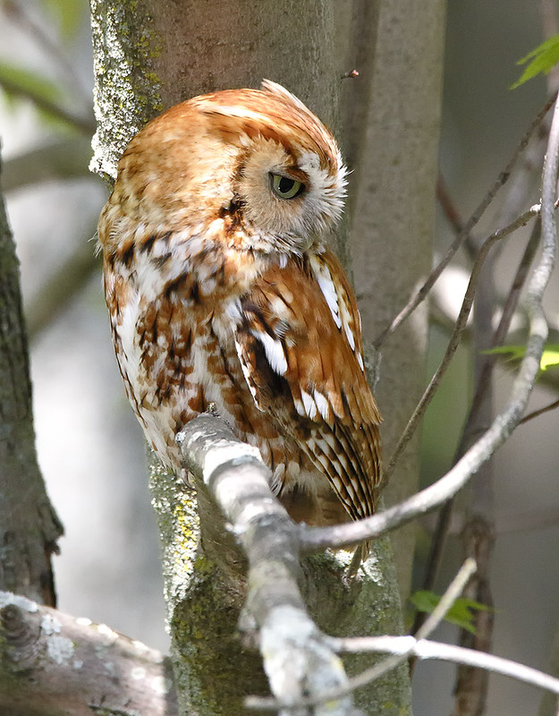 Eastern Screech Owl [red phase]
