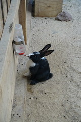 Rabbits at Nordens Ark