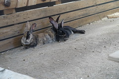 Rabbits at Nordens Ark