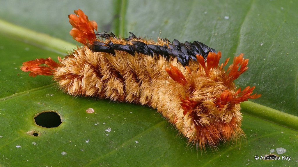 Shag-carpet caterpillar, Tarchon = Prothysana felderi, Bombycidae