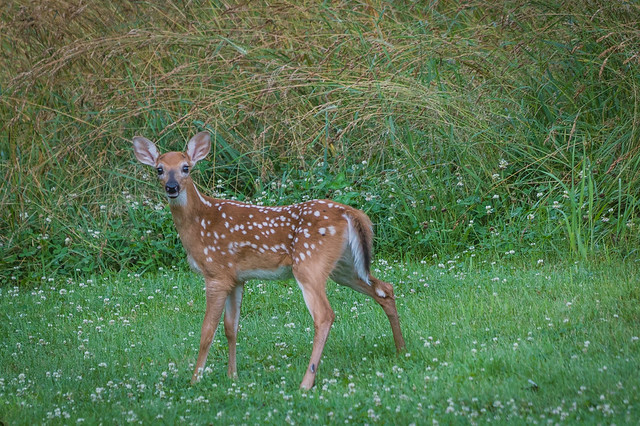 To Fawn Over