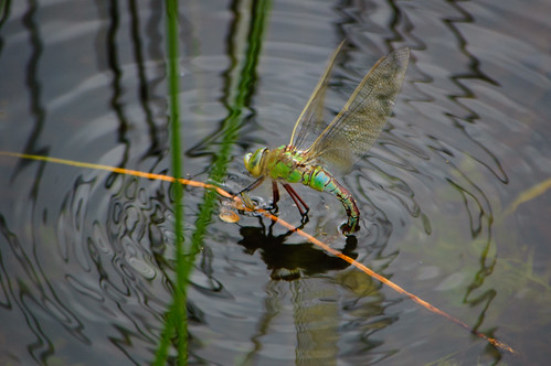 Southern hawker dragonfly ovipositing, Baggeridge Country Park