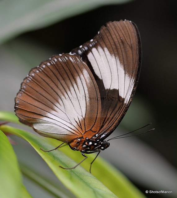 Heliconius ??? Butterfly
