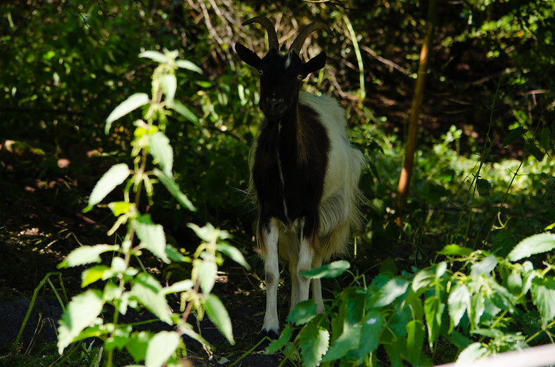 Goat, Baggeridge Country Park