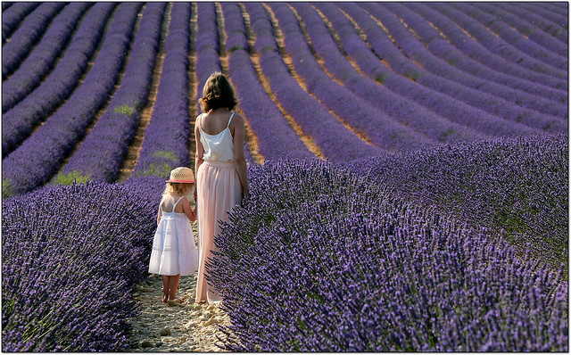 Between the Lavender.