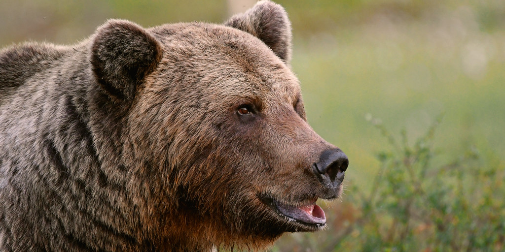 Side profile of a European Brown Bear in Boreal Forests, Finland. 