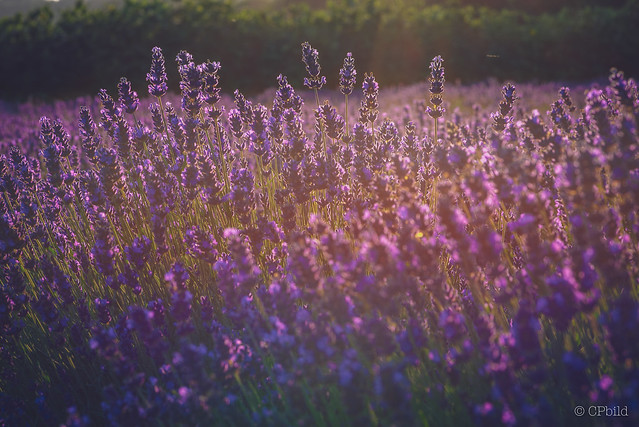 North German lavender in the evening sun.