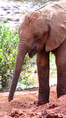 David Sheldrick Wildlife Trust Elephant Orphanage, Nairobi