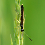 Schilfrohr-Halmwespe (Reed Stem Borer, Calameuta filiformis)