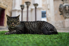 Cat at the Carmo Convent