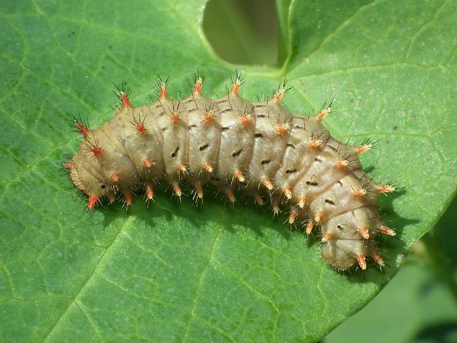 Zerynthia rumina (larva)