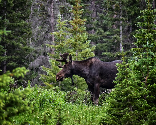Hungry Bull Moose