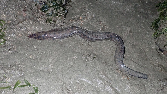 Brown-spotted moray eel (Gymnothorax reevesii)