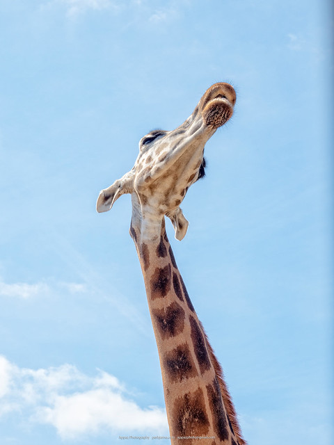Giraffes, Aalborg Zoo 2018