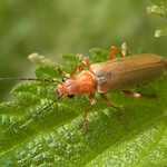 Roter Fliegenkäfer (Brown Soldier Beetle, Cantharis rufa)