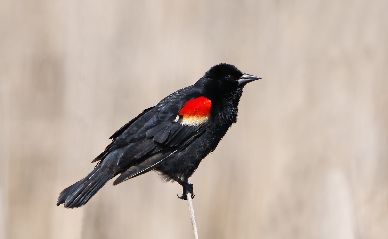 Red-winged Blackbird [male]