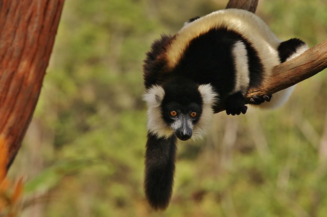 IMG_8457  Black-and-white ruffed lemur (Varecia variegata)