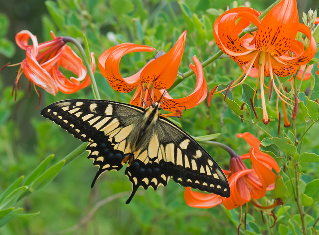 Swallowtail on wild tiger-lilies