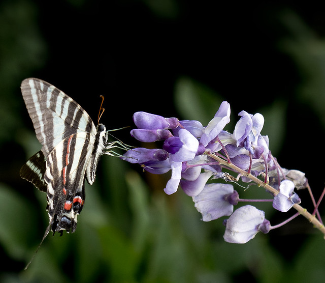 zebra swallowtail butterfly on wisteria