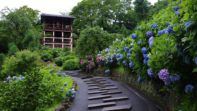 After the rain / Yoshimine-dera  Hydrangeas Garden ,Kyoto