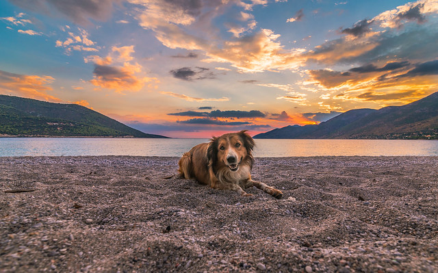 A cute dog at sunset